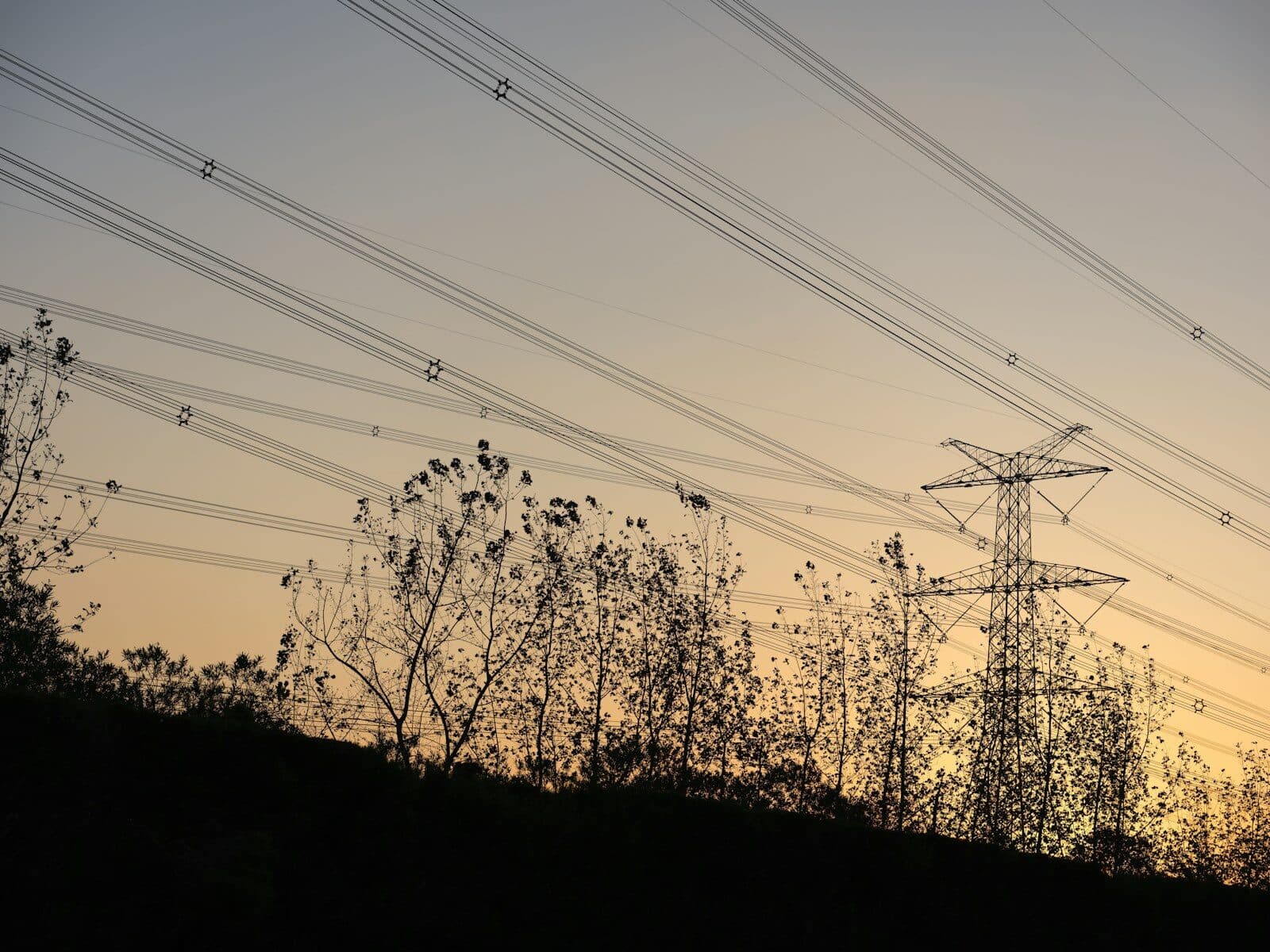 A bird sitting on top of a tree next to power lines
